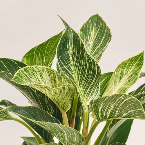 Зображення товару Філодендрон Біркін та Кашпо Сет 221, артикул: 51854