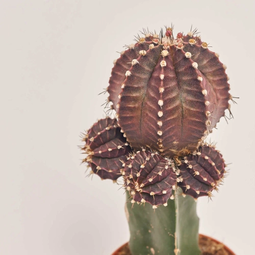 Зображення товару Гімнокаліциум мікс, артикул: 1470