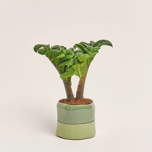 Зображення товару Заміокулькас Зензі "Евіта" в кер., артикул: 53077