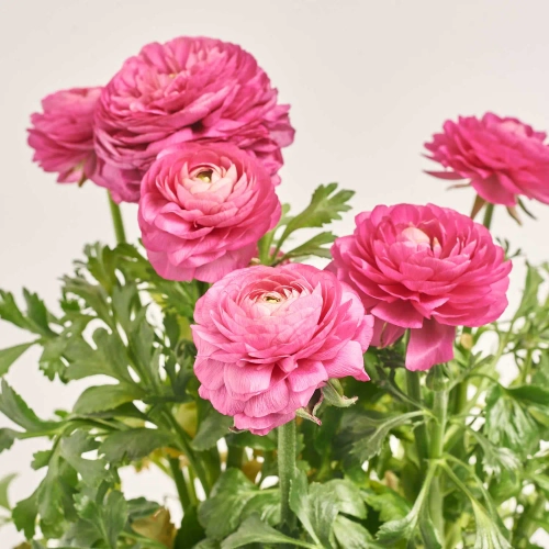 Зображення товару Ранункулус рожевий, артикул: 57379