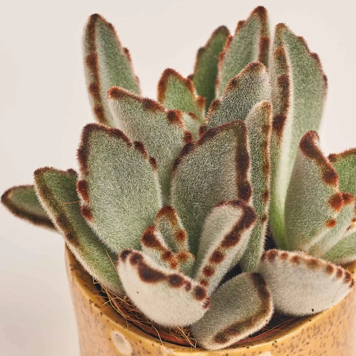 Зображення товару Сукулент мікс в кер., артикул: 30451