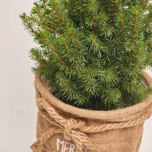 Зображення товару Ялина Перфекта в мішку, артикул: 54058