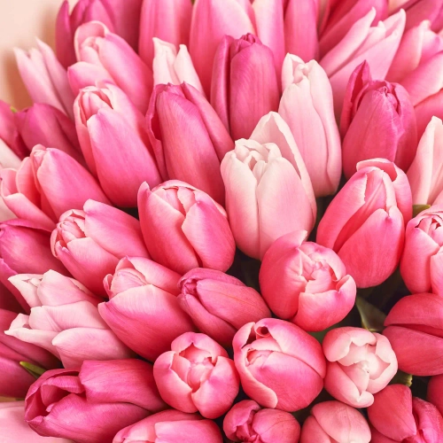 Зображення товару Букет 101 Рожевий Тюльпан Мікс F833, артикул: 56578