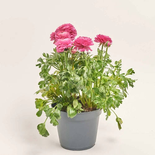 Зображення товару Ранункулус рожевий, артикул: 57379