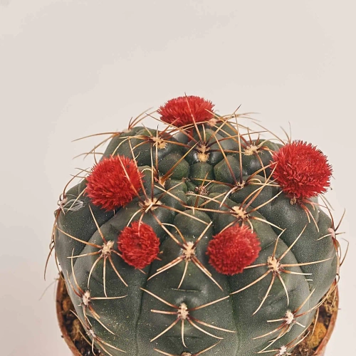 Зображення товару Кактус з квітами, артикул: 53320