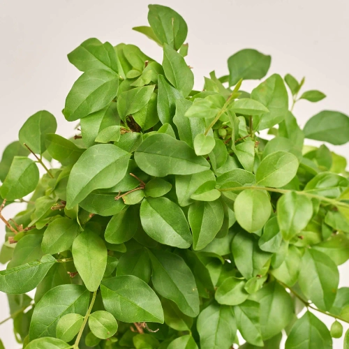 Бонсай в кер., артикул: 1331 Зображення товару Бонсай в кер., артикул: 1331