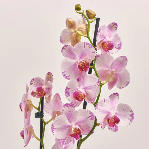 Зображення товару Фаленопсис "Беата" 2ст., артикул: 55522