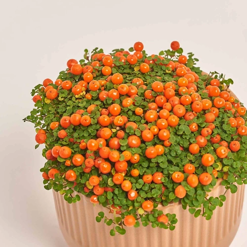 Нертера мікс в кер., артикул: 52007 Зображення товару Нертера мікс в кер., артикул: 52007