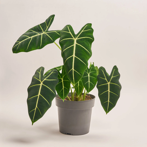 Алоказія Фрайдек, артикул: 39300 Зображення товару Алоказія Фрайдек, артикул: 39300