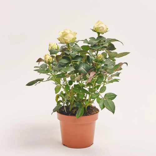 Зображення товару Троянда мікс, артикул: 1293