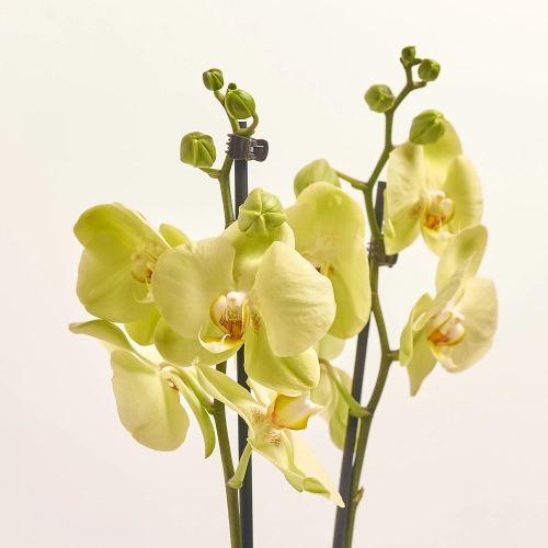 Зображення товару Фаленопсис 2ст. мікс, артикул: 19290