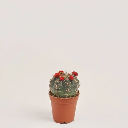 Зображення товару Кактус з квітами, артикул: 53320