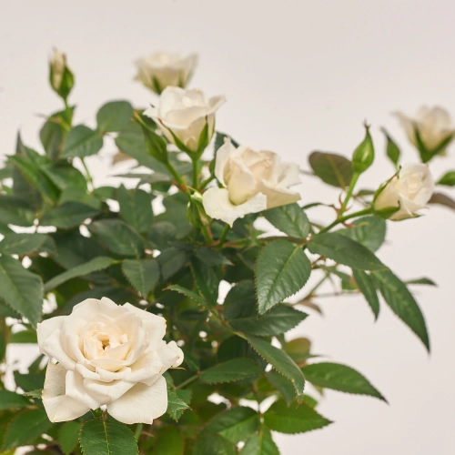 Зображення товару Троянда мікс, артикул: 1294