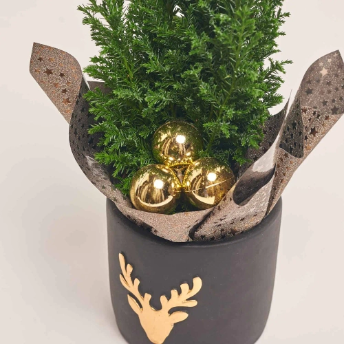 Зображення товару Кипарис Елвуді Декор в кер., артикул: 43397