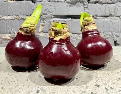 Амариліс мікс у воску, артикул: 22573 Зображення товару Амариліс мікс у воску, артикул: 22573