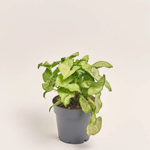 Зображення товару Сингоніум Вайт Батерфляй, артикул: 51983