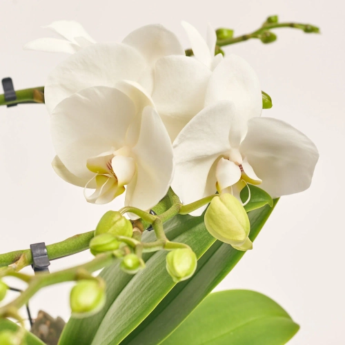 Зображення товару Фаленопсис "Діоро" 2ст. в кер., артикул: 56341