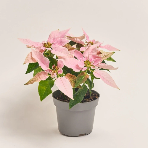 Пуансетія мікс, артикул: 3680 Зображення товару Пуансетія мікс, артикул: 3680