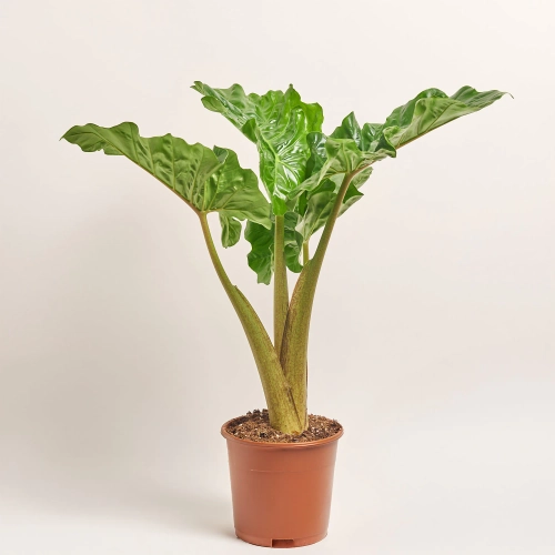 Зображення товару Алоказія Лоу Райдер, артикул: 56718