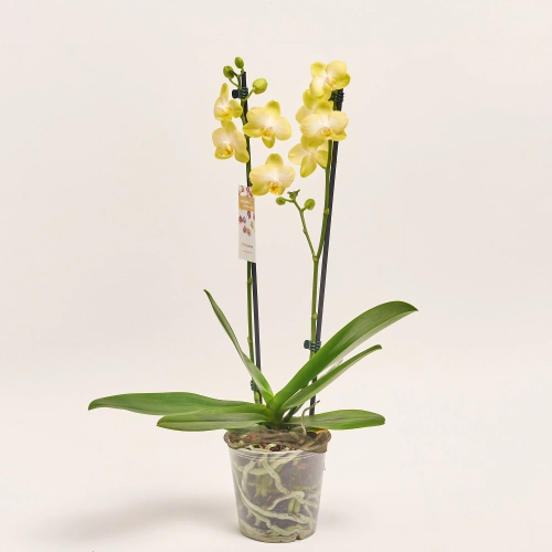 Зображення товару Фаленопсис 2ст. мікс, артикул: 25844