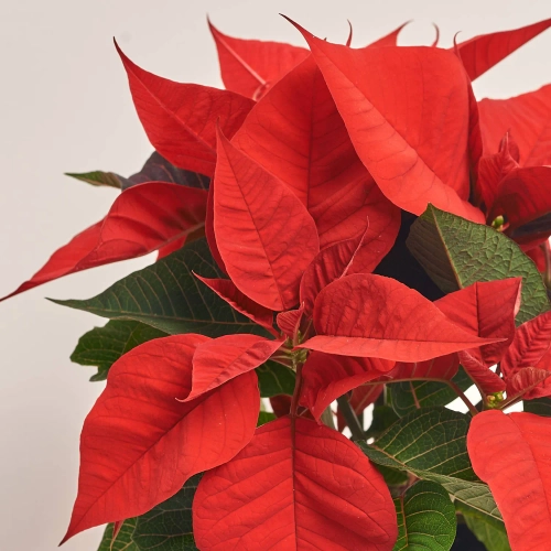 Пуансетія Крісмас Юніверс, артикул: 52988 Зображення товару Пуансетія Крісмас Юніверс, артикул: 52988
