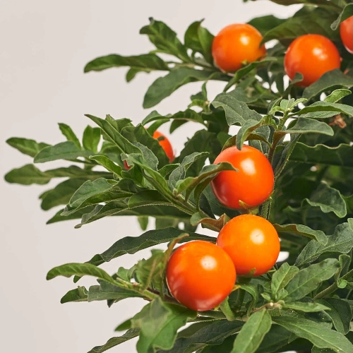 Зображення товару Соланум псевдокапсікум, артикул: 16028