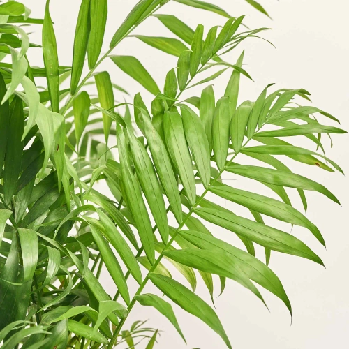 Зображення товару Хамедорея Елеганс, артикул: 56849