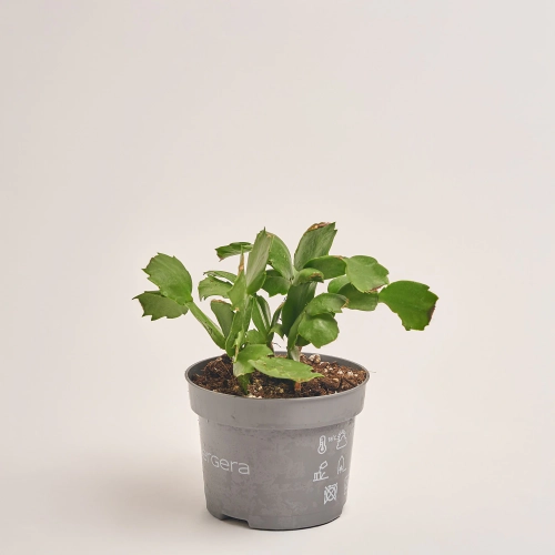 Зображення товару Шлюмбергера мікс, артикул: 1308