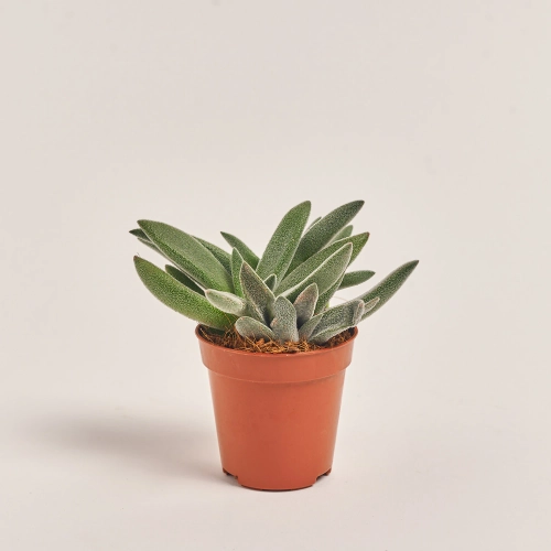 Зображення товару Сукулент мікс, артикул: 39954