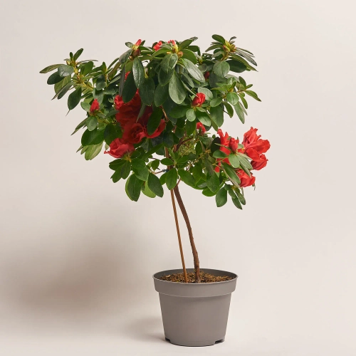 Азалія мікс штамбова, артикул: 1186 Зображення товару Азалія мікс штамбова, артикул: 1186