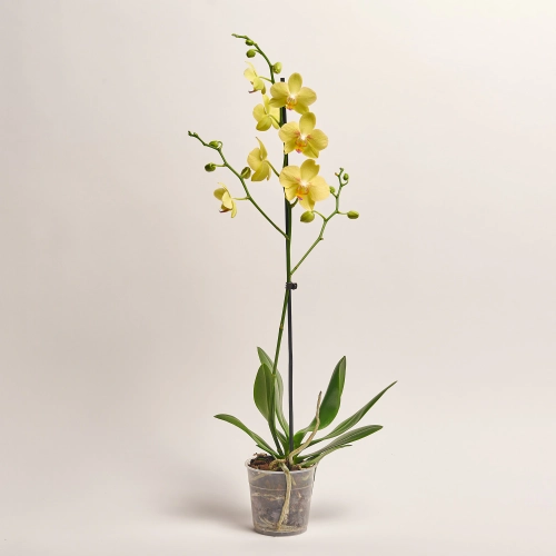 Зображення товару Фаленопсис 1ст. мікс, артикул: 18850