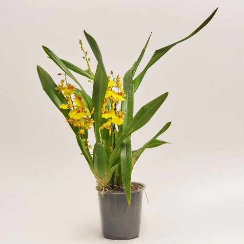 Онцидіум 3ст. жовтий, артикул: 54054 Зображення товару Онцидіум 3ст. жовтий, артикул: 54054