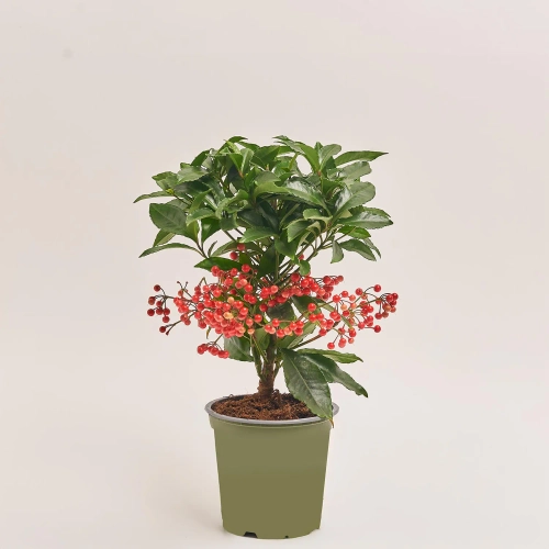 Зображення товару Ардізія Крената Преміум Джингл, артикул: 53414