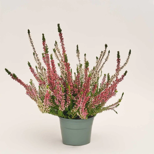 Калуна біколор, артикул: 52694 Зображення товару Калуна біколор, артикул: 52694