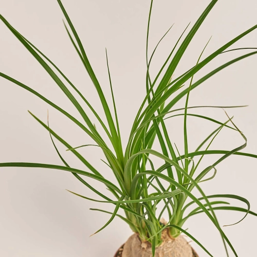 Ноліна Рекурвата, артикул: 53415 Зображення товару Ноліна Рекурвата, артикул: 53415