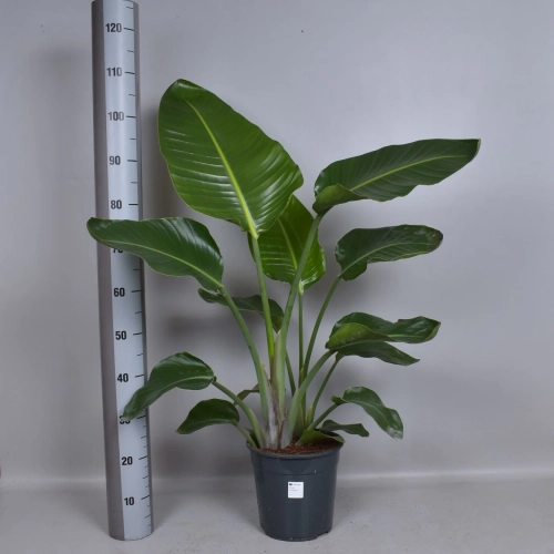 Стреліція Ніколай, артикул: 56555 Зображення товару Стреліція Ніколай, артикул: 56555