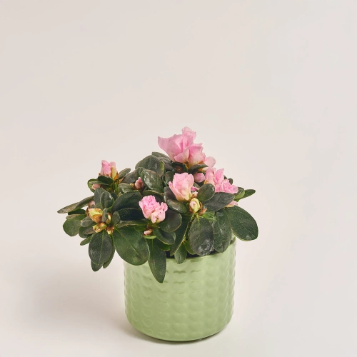 Зображення товару Азалія мікс в кер., артикул: 53419