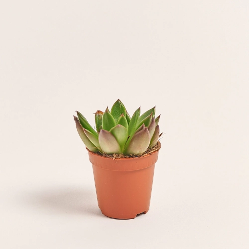 Зображення товару Сукулент мікс, артикул: 40819