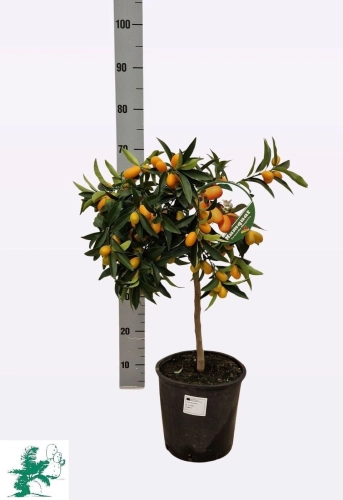 Зображення товару Цитрофортунелла Маргаріта кумкват, артикул: 56277