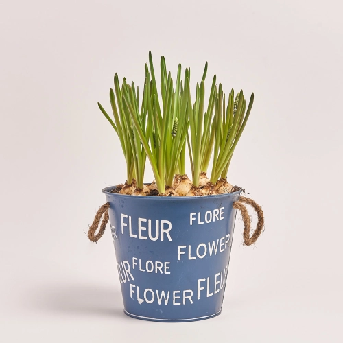 Мускарі в цинк. горщику, артикул: 44297 Зображення товару Мускарі в цинк. горщику, артикул: 44297