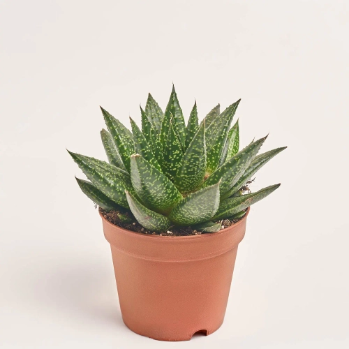 Зображення товару Гастерхавортія, артикул: 18118