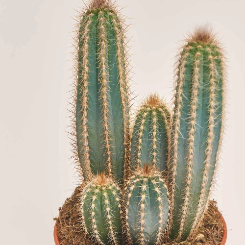 Зображення товару Кактус мікс, артикул: 33267