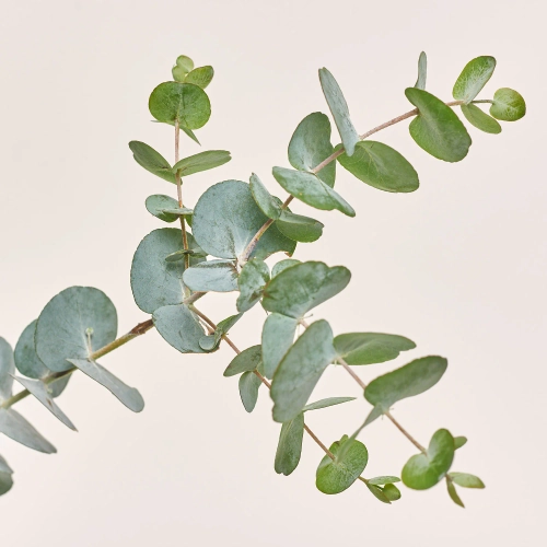 Зображення товару Евкаліпт Цинерея, артикул: 36820