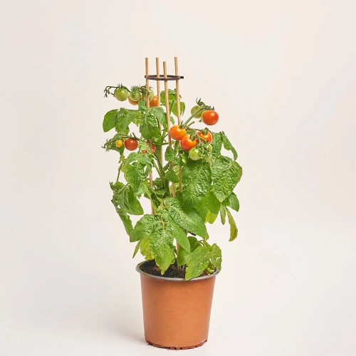 Зображення товару Томат, артикул: 57467