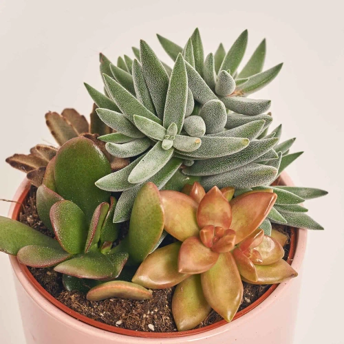 Зображення товару Сукулент мікс в горщ. в кераміці, артикул: 49690