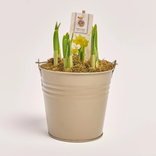 Нарцис Тет-а-Тет в цинк. горщ., артикул: 45319 Зображення товару Нарцис Тет-а-Тет в цинк. горщ., артикул: 45319