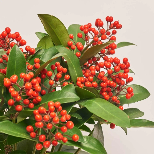 Скімія та Кашпо Сет 343, артикул: 53739 Зображення товару Скімія та Кашпо Сет 343, артикул: 53739