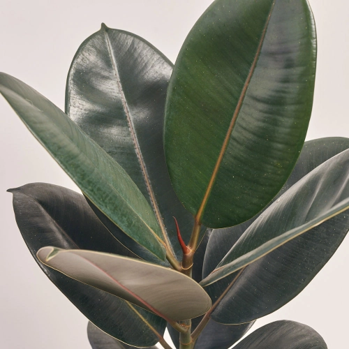 Фікус ел мікс 1ст., артикул: 40808 Зображення товару Фікус ел мікс 1ст., артикул: 40808