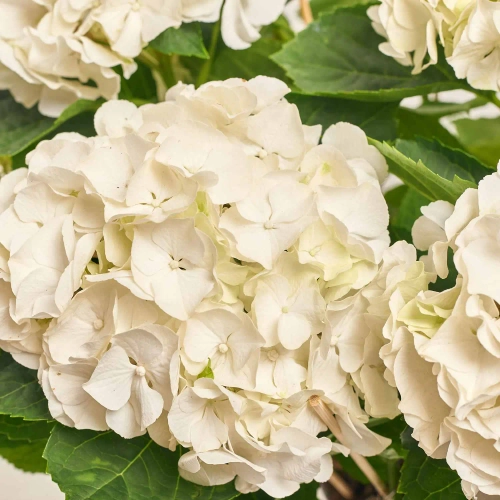 Гортензія біла 7ст., артикул: 26778 Зображення товару Гортензія біла 7ст., артикул: 26778