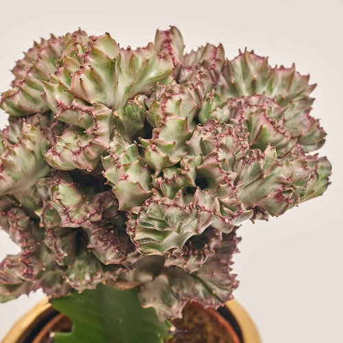 Зображення товару Еуфорбія Лактея Крістата в кер., артикул: 37586